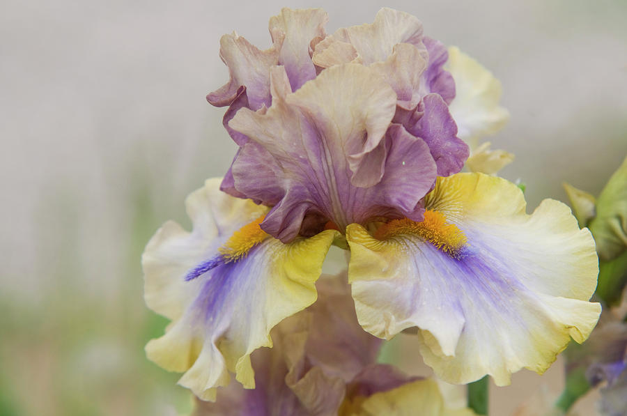 Beauty of Irises. Believe in Miracles 1 Photograph by Jenny Rainbow