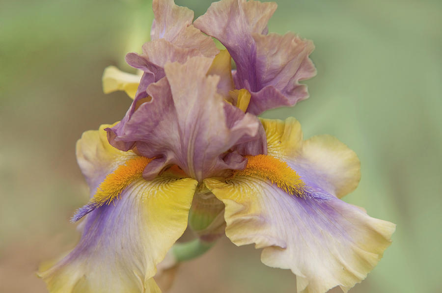 Beauty of Irises. Believe in Miracles Photograph by Jenny Rainbow