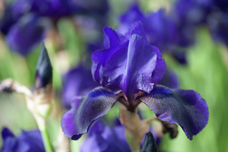 Beauty of Irises. Black Forest Photograph by Jenny Rainbow