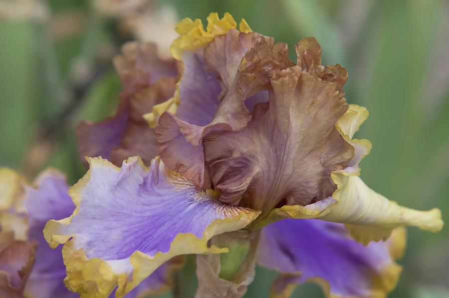Beauty Of Irises. Bratislava 1 Photograph by Jenny Rainbow