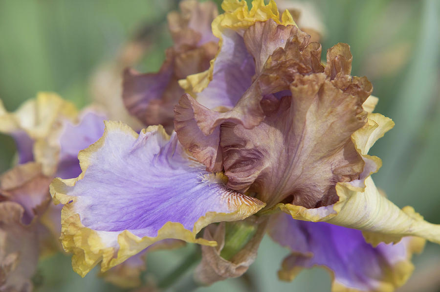 Beauty Of Irises. Bratislava Photograph by Jenny Rainbow