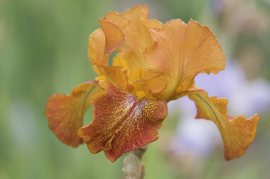 Beauty of Irises. Cayenne Capers Photograph by Jenny Rainbow
