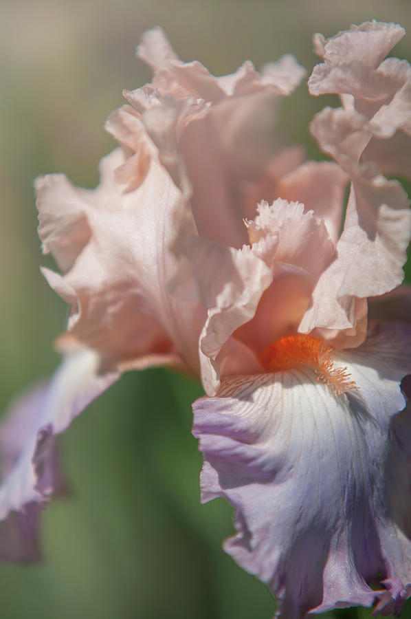 Beauty of Irises. Celebration Song Photograph by Jenny Rainbow