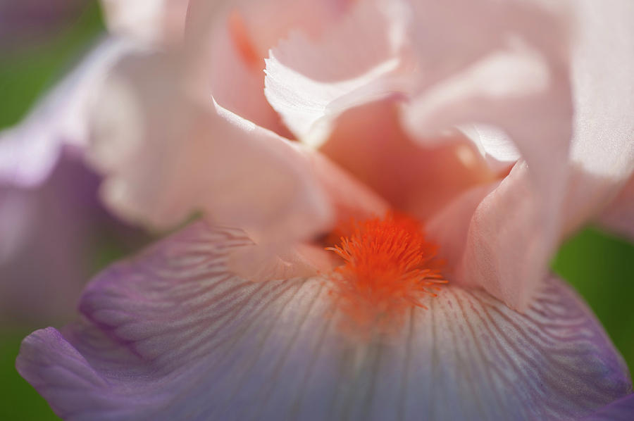 Beauty of Irises. Celebration Song Macro Photograph by Jenny Rainbow