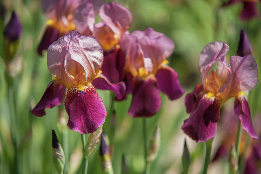 Beauty of Irises. Coralie Photograph by Jenny Rainbow