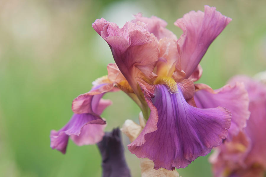 Beauty of Irises. Cranberry Ice 1 Photograph by Jenny Rainbow