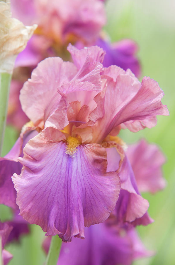 Beauty of Irises. Cranberry Ice 2 Photograph by Jenny Rainbow