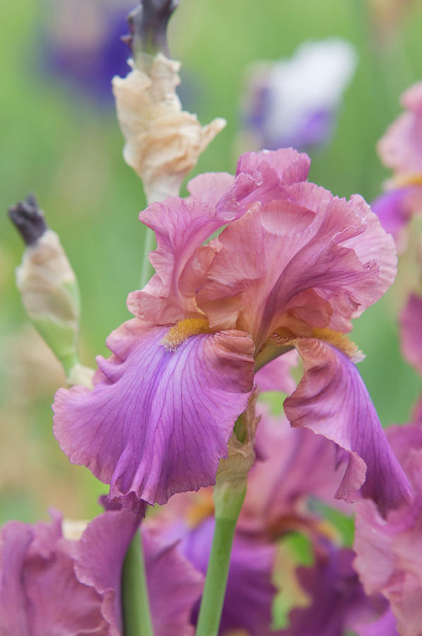Beauty of Irises. Cranberry Ice Photograph by Jenny Rainbow