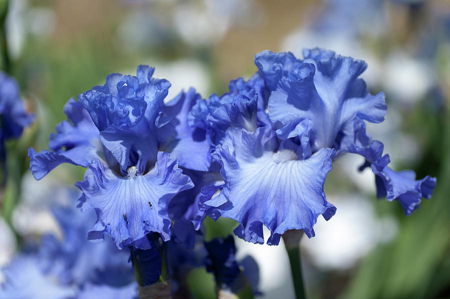 Beauty of Irises. Delta Blues 1 Photograph by Jenny Rainbow