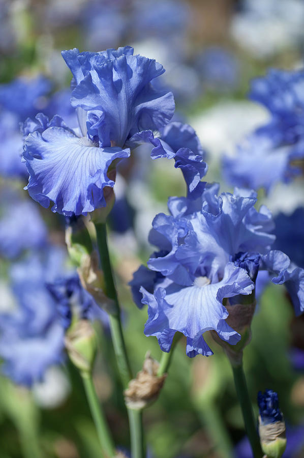 Beauty of Irises. Delta Blues Photograph by Jenny Rainbow