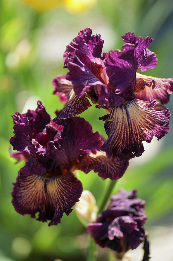 Beauty of Irises. Drama Queen 1 Photograph by Jenny Rainbow