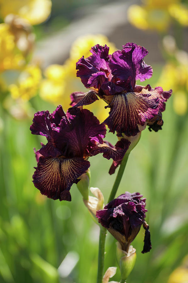 Beauty of Irises. Drama Queen Photograph by Jenny Rainbow