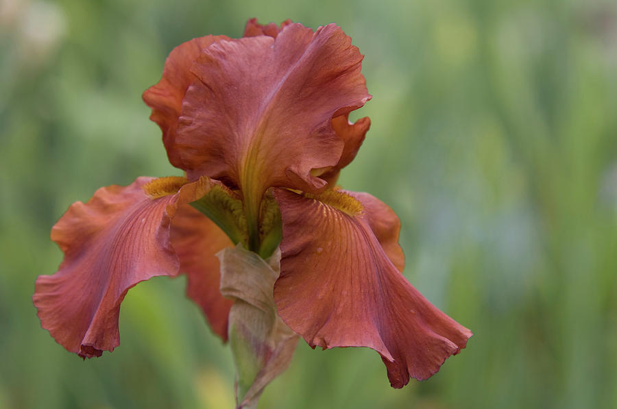 Beauty of Irises.  Dutch Chocolate Photograph by Jenny Rainbow