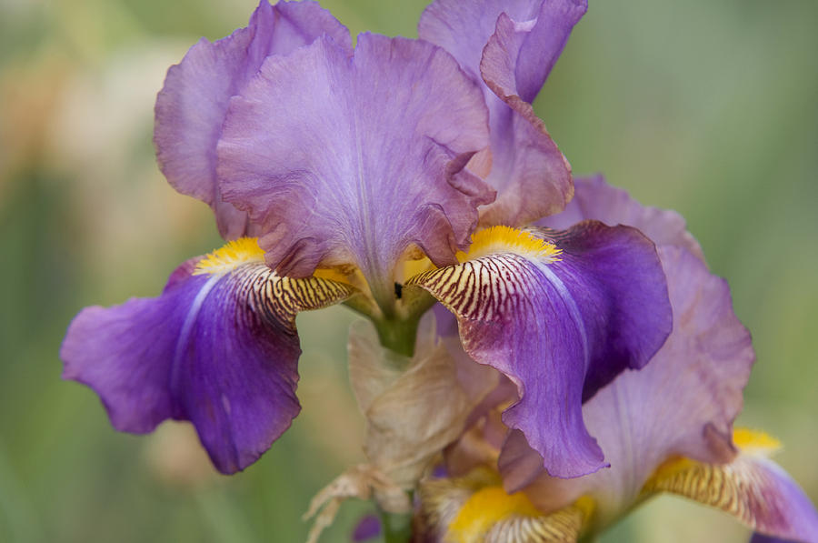 Beauty of Irises. Frau Musika 1 Photograph by Jenny Rainbow