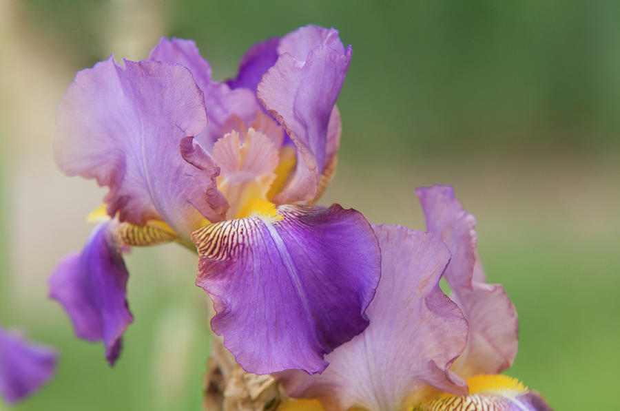 Beauty of Irises. Frau Musika Photograph by Jenny Rainbow