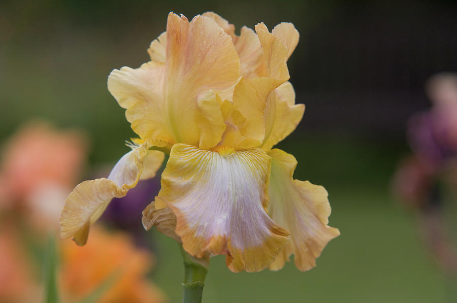 Beauty of Irises. Ginger Swirl 1 Photograph by Jenny Rainbow