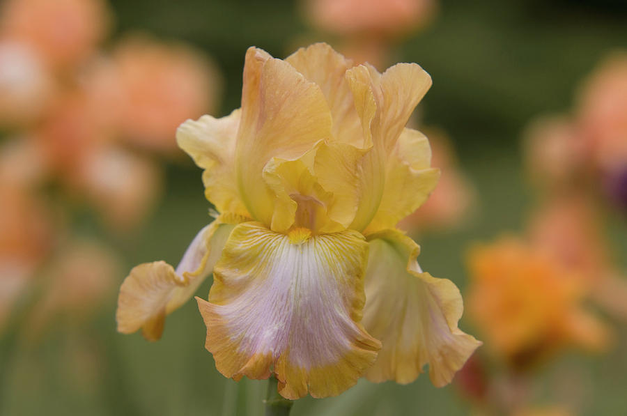 Beauty of Irises. Ginger Swirl Photograph by Jenny Rainbow