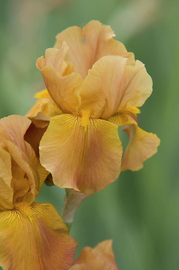 Beauty of Irises. Gypsy Classic Photograph by Jenny Rainbow