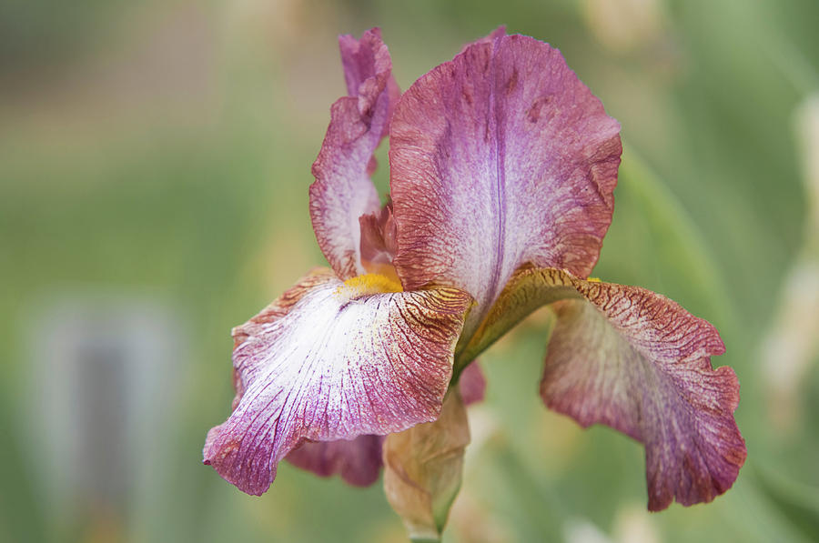 Beauty of Irises. Harlequin 1 Photograph by Jenny Rainbow