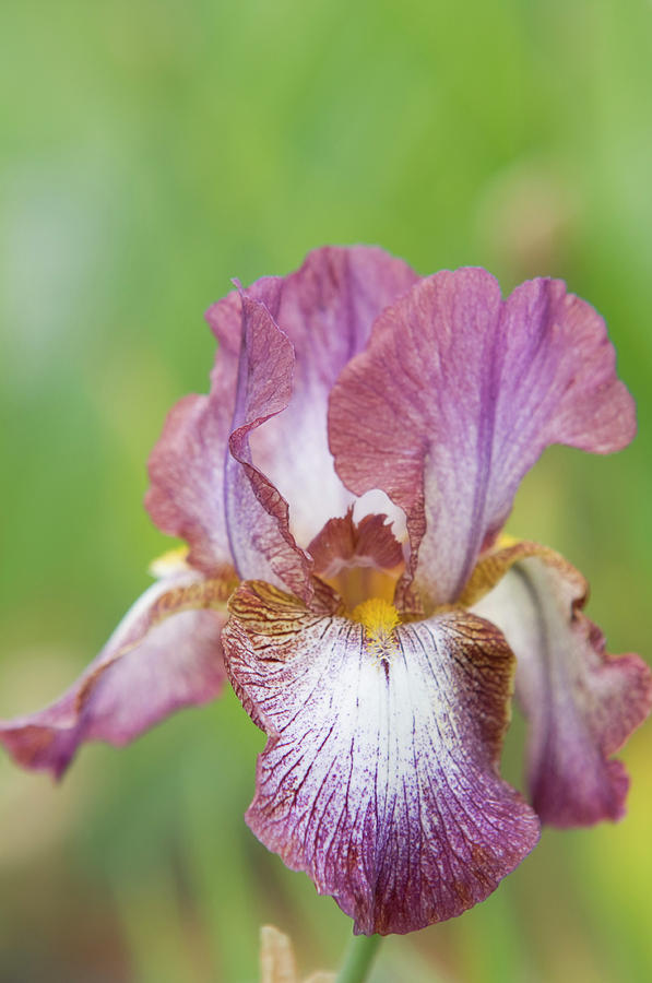 Beauty of Irises. Harlequin Photograph by Jenny Rainbow