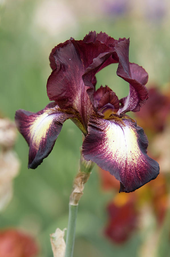 Beauty of Irises. High Life Photograph by Jenny Rainbow