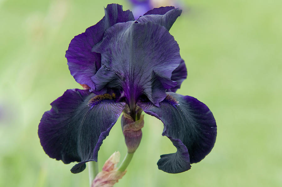 Beauty of Irises. Interpol 1 Photograph by Jenny Rainbow