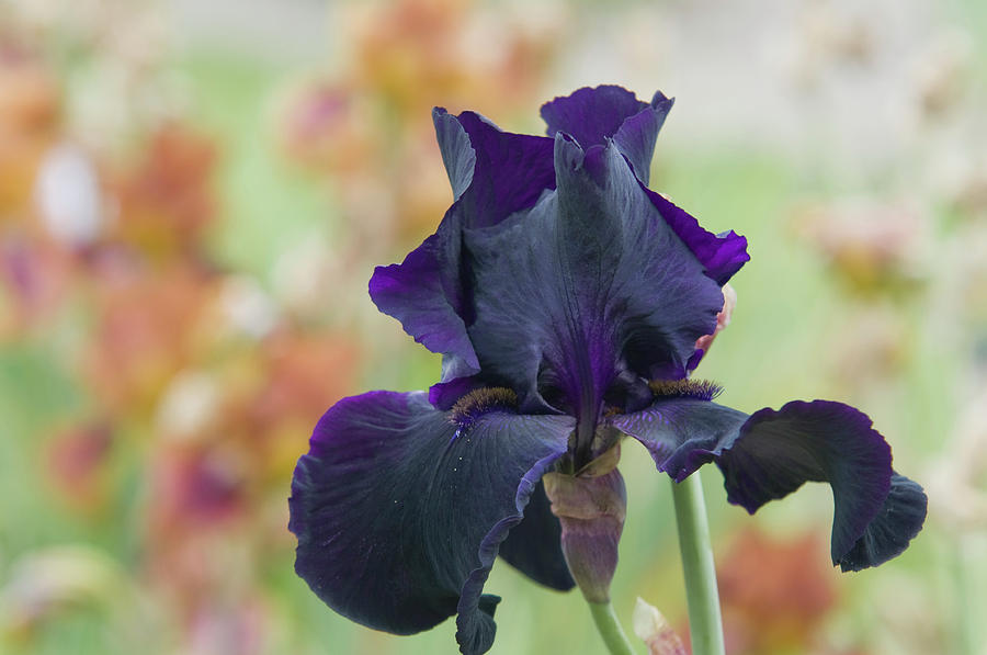 Beauty of Irises. Interpol  Photograph by Jenny Rainbow