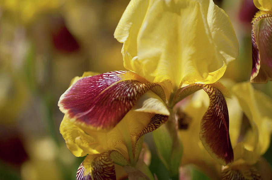 Beauty of Irises. Iris King 1 Photograph by Jenny Rainbow