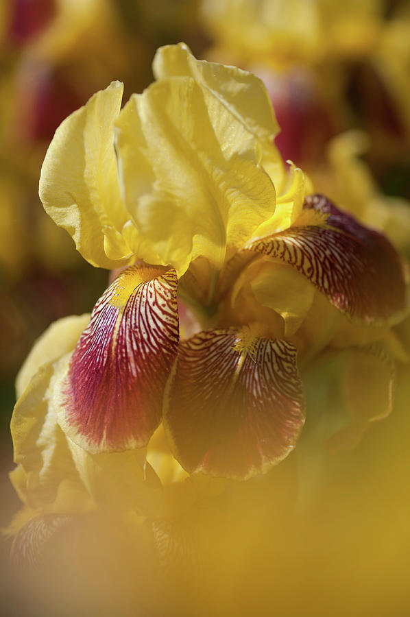 Beauty of Irises. Iris King 2 Photograph by Jenny Rainbow