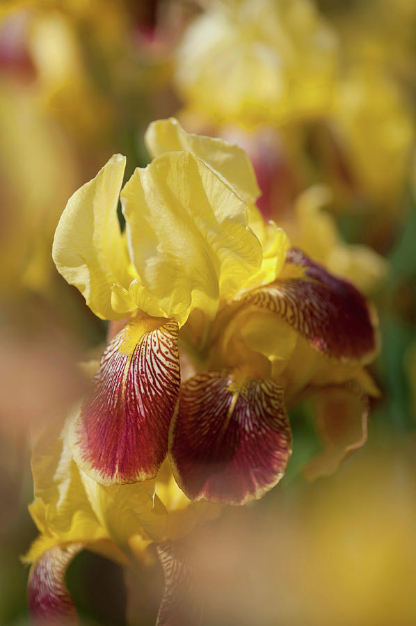 Beauty of Irises. Iris King Photograph by Jenny Rainbow