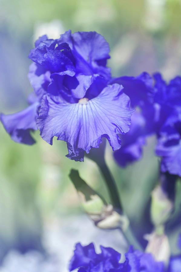 Beauty of Irises. Kathleen Kay Nelson 1 Photograph by Jenny Rainbow