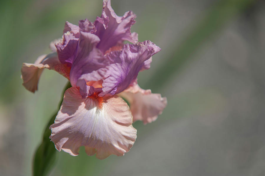 Beauty of Irises. Keeping Up Appearances 1 Photograph by Jenny Rainbow