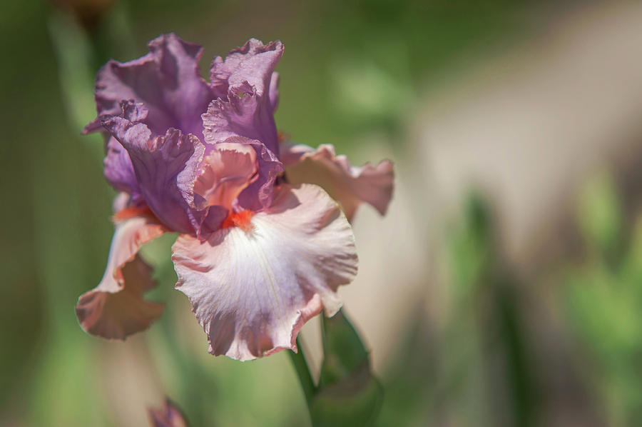 Beauty of Irises. Keeping Up Appearances Photograph by Jenny Rainbow