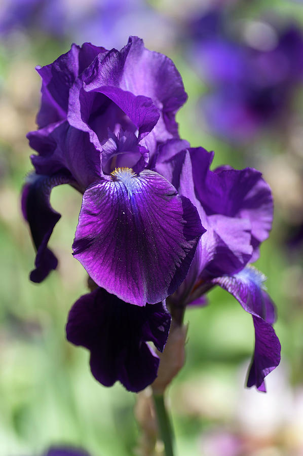 Beauty of Irises. Licorice Stick Photograph by Jenny Rainbow