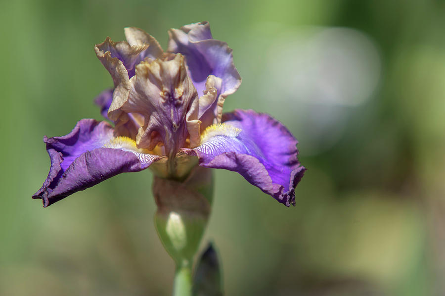 Beauty Of Irises. Lip Service Photograph by Jenny Rainbow