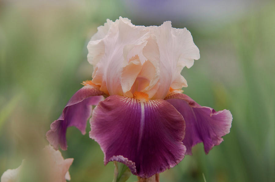 Beauty of Irises. Live Music Photograph by Jenny Rainbow