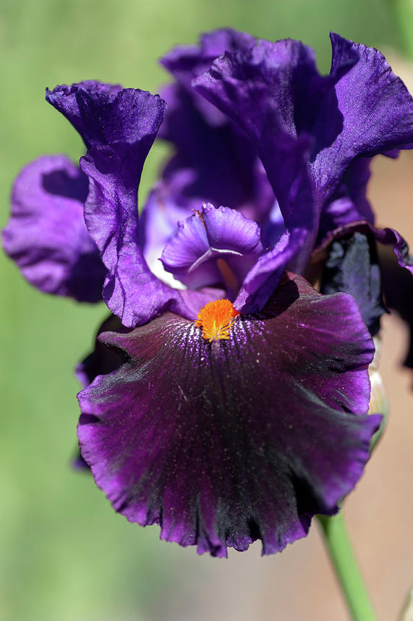 Beauty of Irises.  Local Color Photograph by Jenny Rainbow