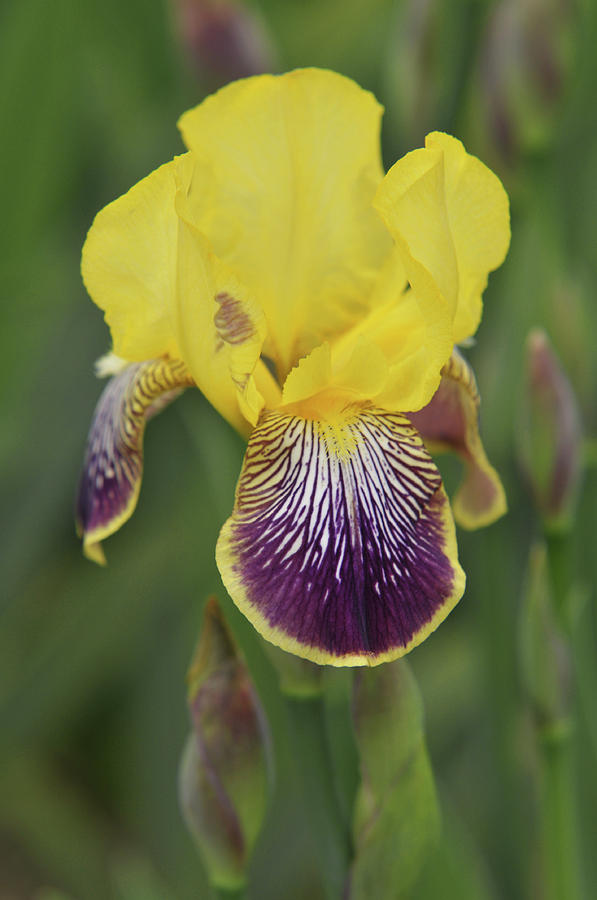 Beauty of Irises. Loreley 1 Photograph by Jenny Rainbow