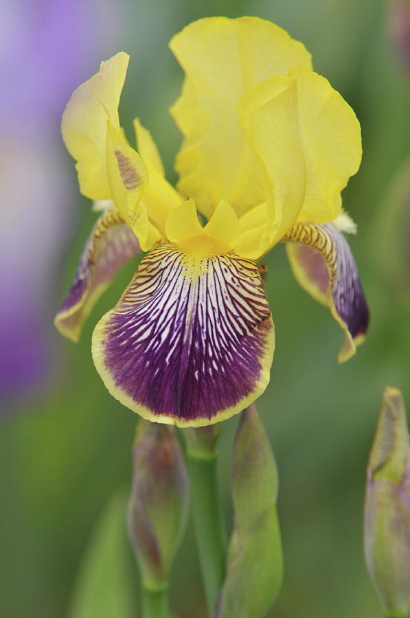 Beauty of Irises. Loreley Photograph by Jenny Rainbow