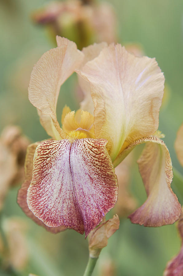 Beauty of Irises. Magic Carpet Photograph by Jenny Rainbow