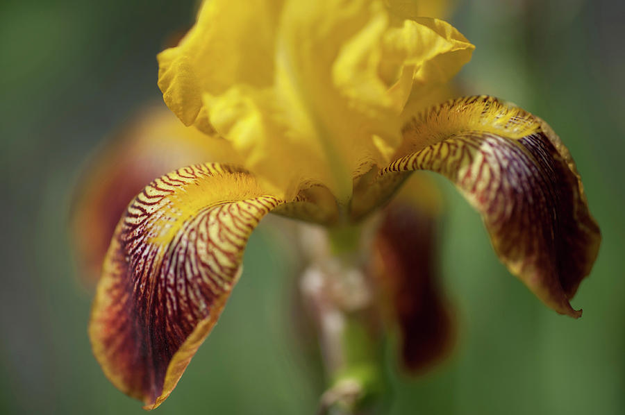 Beauty of Irises. Maori King Photograph by Jenny Rainbow