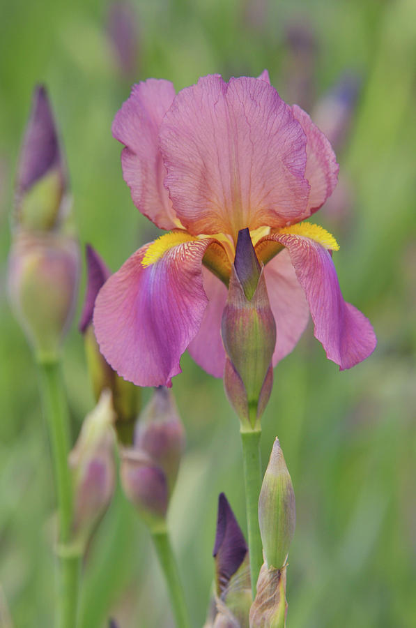 Beauty of Irises. Mary Geddes 1 Photograph by Jenny Rainbow