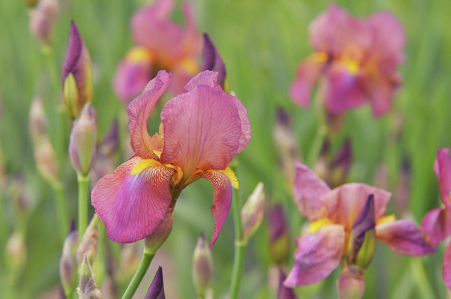 Beauty of Irises. Mary Geddes 2 Photograph by Jenny Rainbow