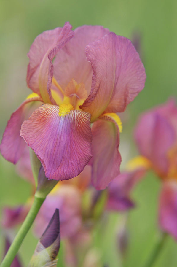Beauty of Irises. Mary Geddes 3 Photograph by Jenny Rainbow