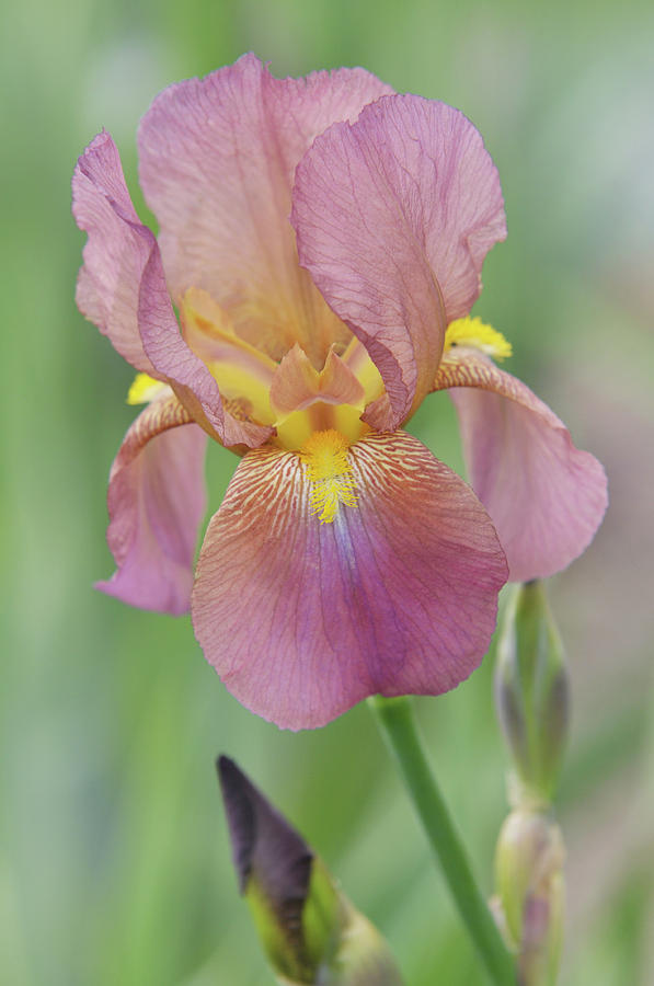 Beauty of Irises. Mary Geddes 4 Photograph by Jenny Rainbow