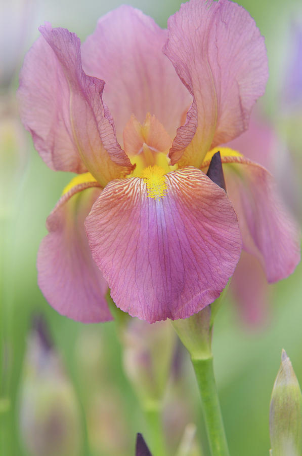Beauty of Irises. Mary Geddes 5 Photograph by Jenny Rainbow