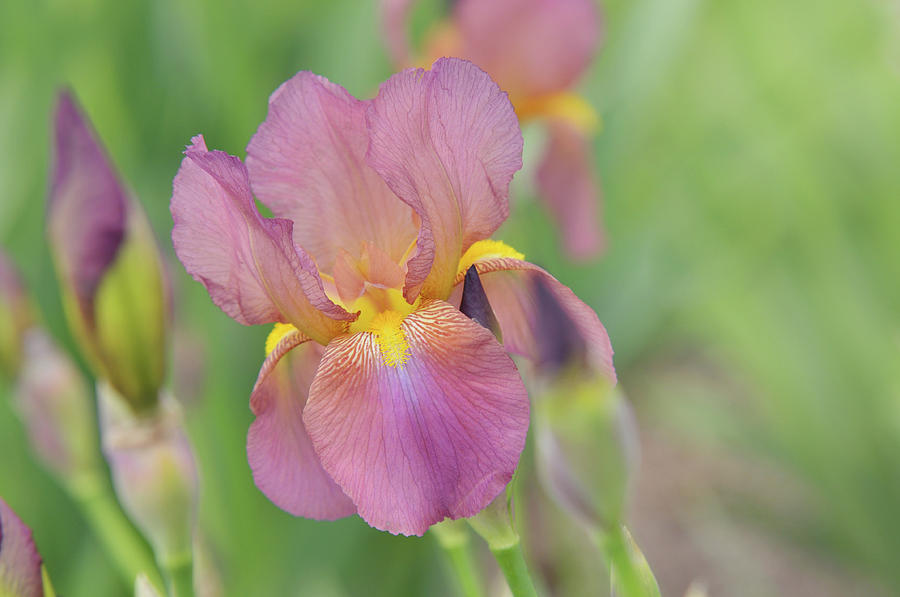 Beauty of Irises. Mary Geddes 7 Photograph by Jenny Rainbow