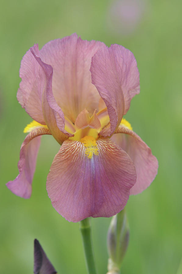 Beauty of Irises. Mary Geddes 8 Photograph by Jenny Rainbow