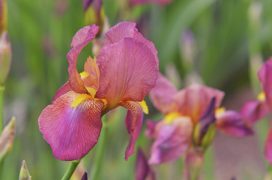 Beauty of Irises. Mary Geddes Photograph by Jenny Rainbow