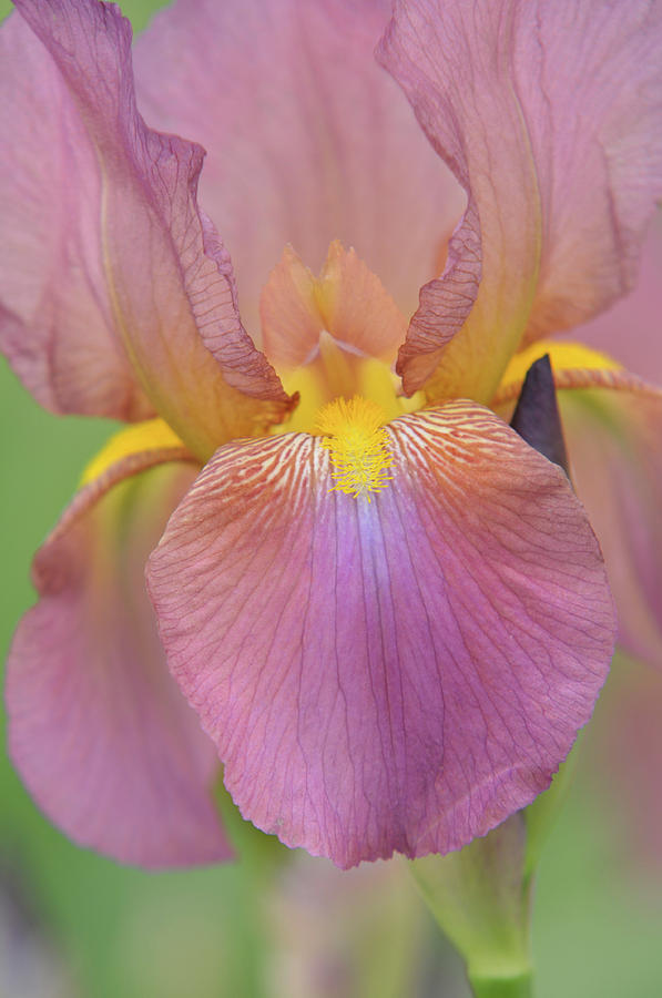 Beauty of Irises. Mary Geddes Macro Photograph by Jenny Rainbow